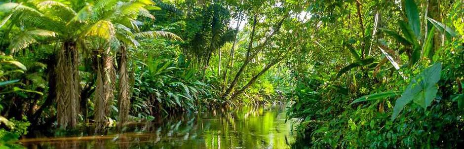 Amazon Jungle tour, Iquitos, 2 days in Heliconia Lodge