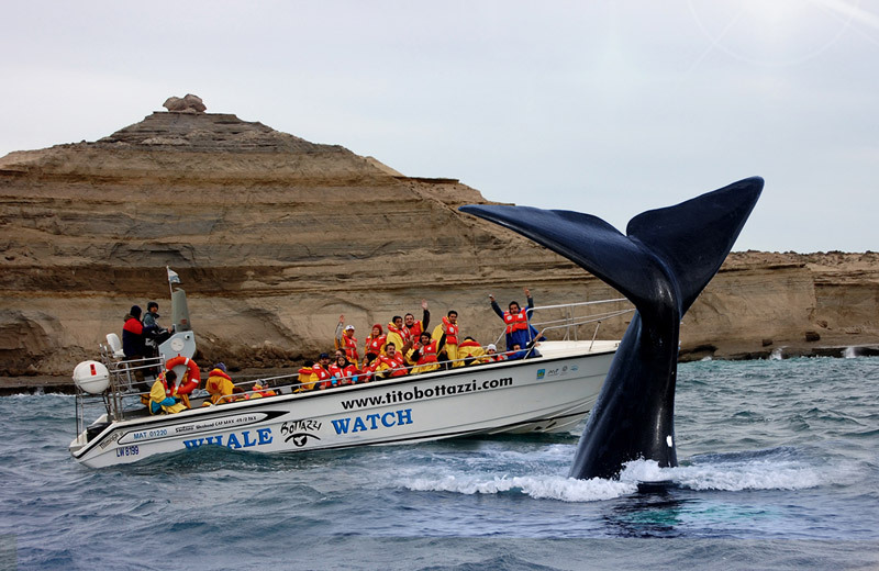 ballenas en Valdez